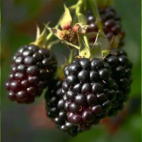 Triple Crown Blackberry Bushes for Sale, UK Grown Plants