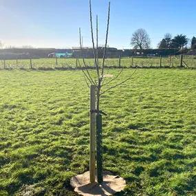 Newly Planted Half Standard Bramley Apple Tree