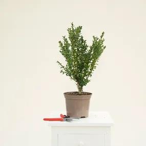 Buxus Sempervirens - Potted 30-40cms