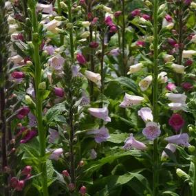 Camelot Hybrid Foxglove Plants for Sale Ashridge