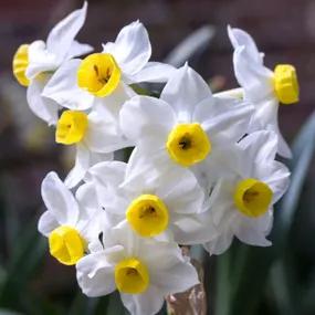Canaliculatus Dwarf Daffodils (Dwarf Daffodil, 'Canaliculatus')