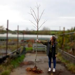 8-10 Sweet Spanish Chestnut Tree