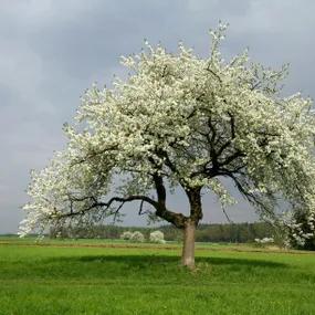 Native Wild Cherry Tree (Prunus avium) 