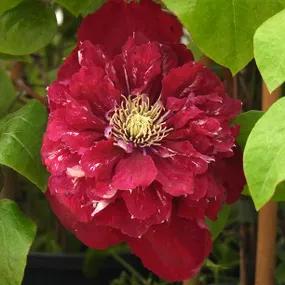 Charmaine Clematis Flower