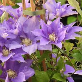 Olympia Clematis (Clematis Olympia Evipo099)