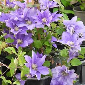 Olympia Clematis Flowers