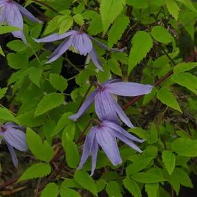 Frances Rivis Clematis Flowers in Spring