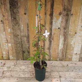 3 litre potted Mayleen Clematis plant
