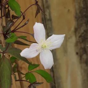 Mayleen Clematis Flower