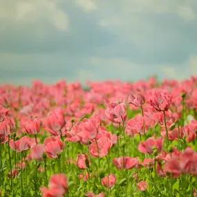 Coral Reef Oriental Poppy Plants