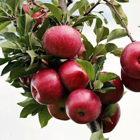 Cornish Aromatic Apple Trees (Malus domestica Cornish Aromatic) Img 1