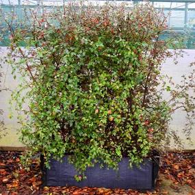 Cotoneaster Franchetii Trough in Autumn with Berries