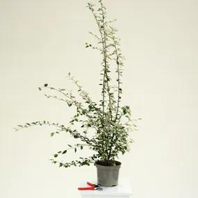 Cotoneaster Franchetii - 3 litre Pot