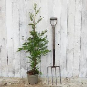 3 Litre Potted Leylandii Cypress