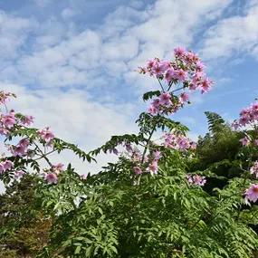 Tree Dahlia