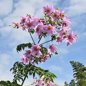 Imperialis Dahlias 