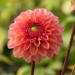 Daisy Duke Dahlias