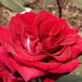 MORDEN BLUSH ROSE - Foothills Nurseries