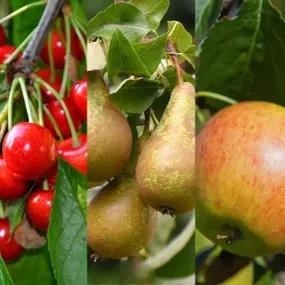 Dessert Collection of 3 Fruit Trees