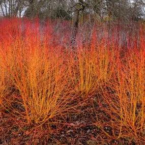 Cornus Midwinter Fire Dogwood Plants for Sale | Ashridge