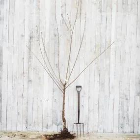 Early Rivers Bareroot Half Standard Cherry Tree