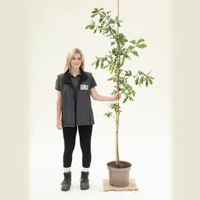 English Oak Tree (Quercus robur) - 150/175cm 10 Litre Pot