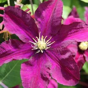 Ernest Markham Clematis