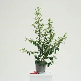 Escallonia Iveyi - 3  litre Pot