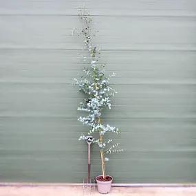 10Litre Potted Cider Gum Eucalyptus Tree