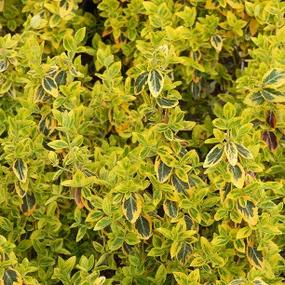 Euonymus fortunei 'Emerald 'n' Gold' Leaves