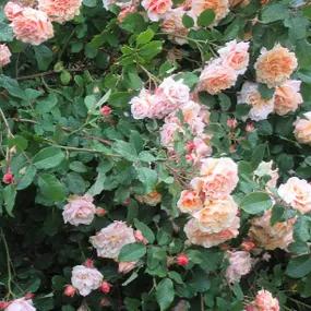 Evelyn May Shrub Roses