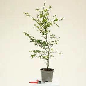 60/80 cm Green Beech Hedge Plant - 3 Litre Pot
