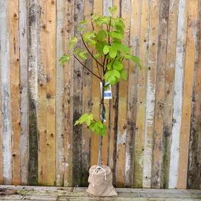 Potted Fig Tree in Hessian Gift Wrap
