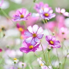 Cosmos, Fizzy Rose Picotee