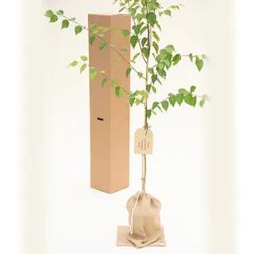 Potted Trinity College Birch Tree in Hessian Gift Wrap