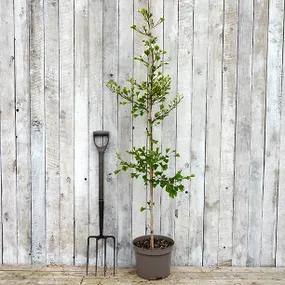 Potted Ginkgo Biloba Tree