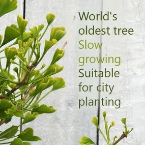 Slow growing tree for small city gardens