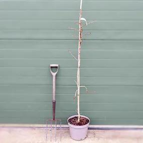 Potted Ginkgo Biloba Tree