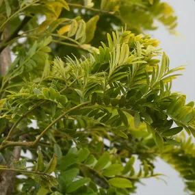 Honey Locust - Standard