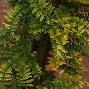 Sunburst Honey Locust Leaves