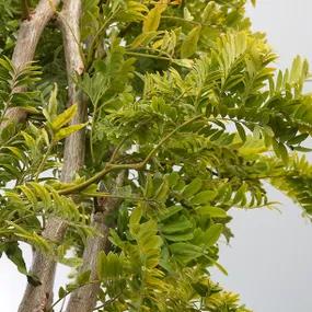 Gleditsia triacanthos Sunburst