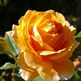 Glenfiddich Floribunda Rose
