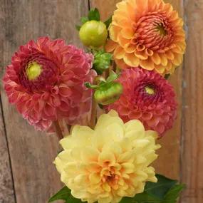 Golden Sunrise Dahlia Collection