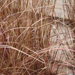 Leatherleaf Sedge Grass (Carex buchananii)