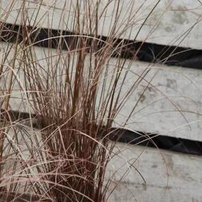 Leatherleaf Sedge Grass (Carex buchananii)