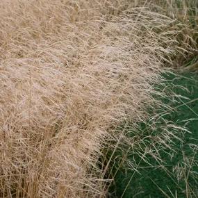 Tardiflora Tufted Hair Grass Plants (Deschampsia cespitosa 'Tardiflora')
