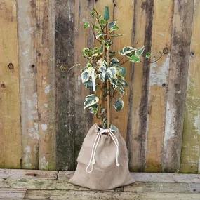 Gloire de Marengo Ivy in Hessian Gift Bag