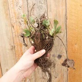 Honeoye Bareroot Strawberry Plants