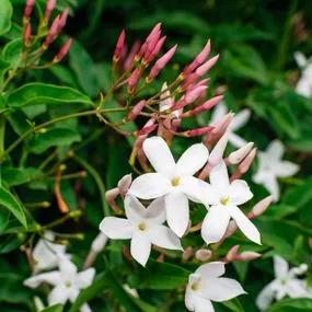 Common Jasmine Plants for Sale, UK Grown | Ashridge