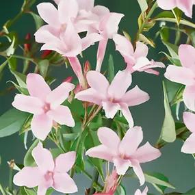 Pink Stephan Jasmine Plants